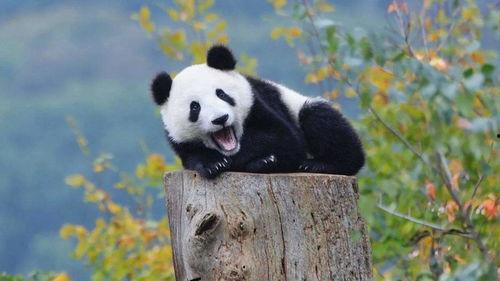 娱乐吃瓜大熊猫视频大全,萌态百出,欢乐无限